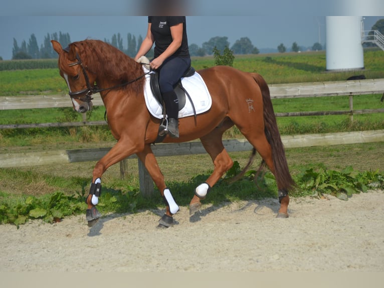 Otras razas Caballo castrado 5 años 162 cm Alazán in Breda