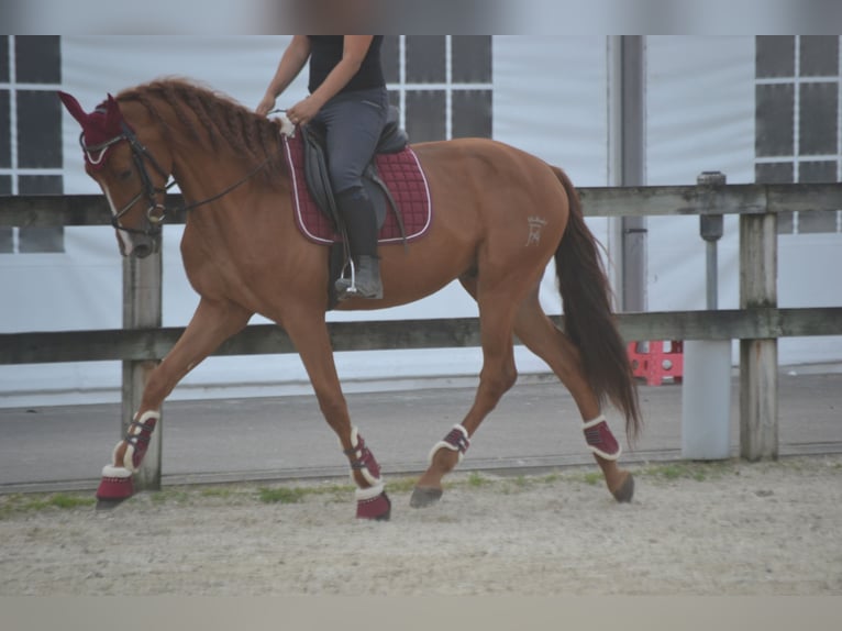 Otras razas Caballo castrado 5 años 162 cm Alazán in Wuustwezel