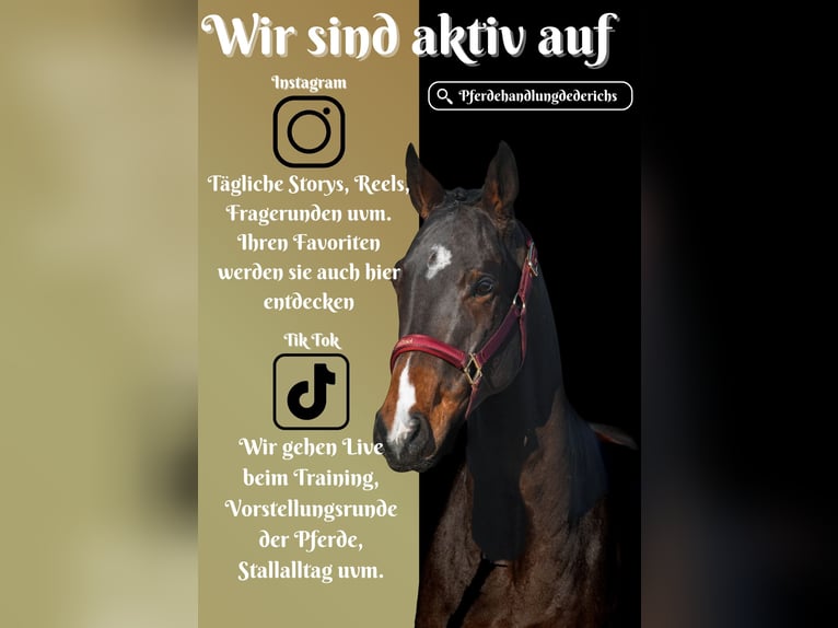 Otras razas Caballo castrado 5 años 164 cm Castaño in Nettersheim