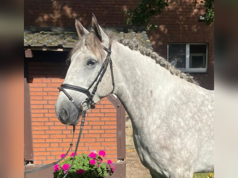 Otras razas Caballo castrado 5 años 164 cm Tordo in Hopsten