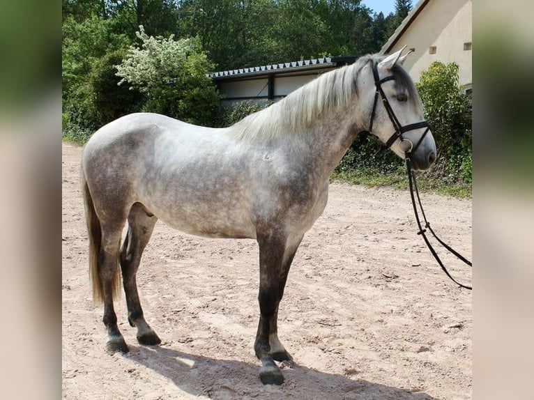 Otras razas Caballo castrado 5 años 164 cm Tordo rodado in Sonnefeld