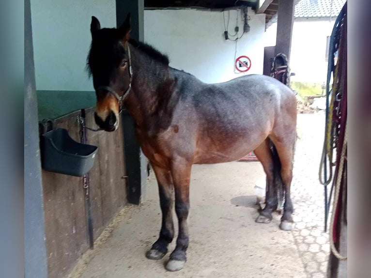 Otras razas Caballo castrado 5 años 165 cm Castaño-ruano in Linkenbach