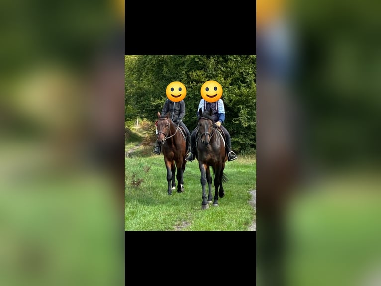 Otras razas Caballo castrado 5 años 165 cm Morcillo in Compiègne