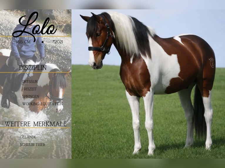 Otras razas Caballo castrado 5 años 165 cm Pío in Nettersheim