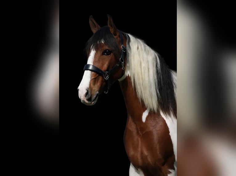 Otras razas Caballo castrado 5 años 165 cm Pío in Nettersheim