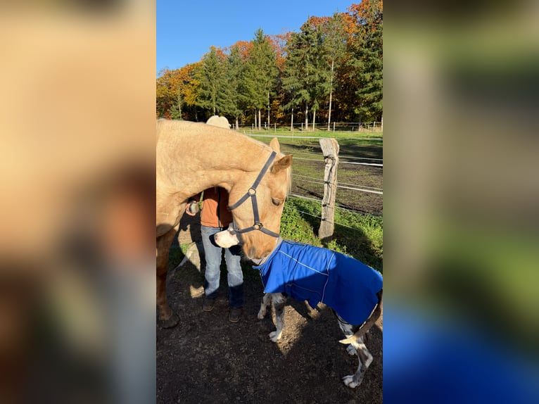 Otras razas Mestizo Caballo castrado 5 años 168 cm Palomino in Soltau