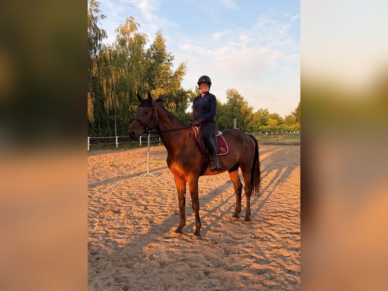 Otras razas Caballo castrado 5 años 172 cm Castaño in Gostyń