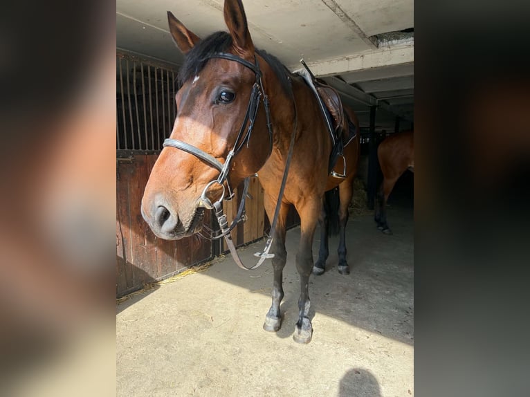 Otras razas Caballo castrado 5 años 172 cm Castaño in Gostyń