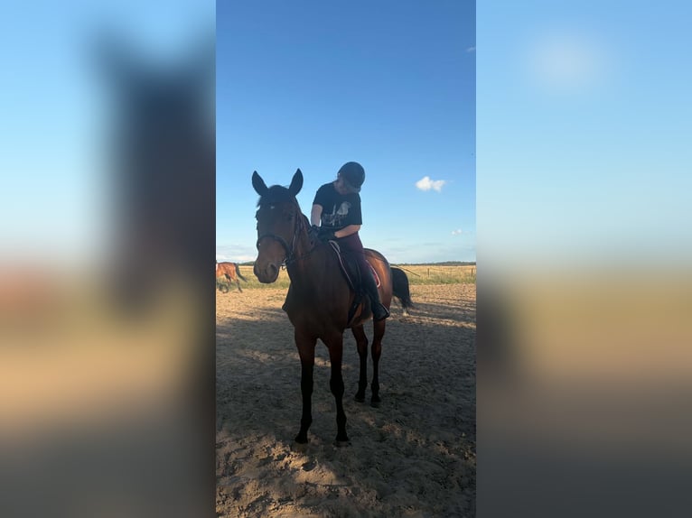 Otras razas Caballo castrado 5 años 172 cm Castaño in Gostyń