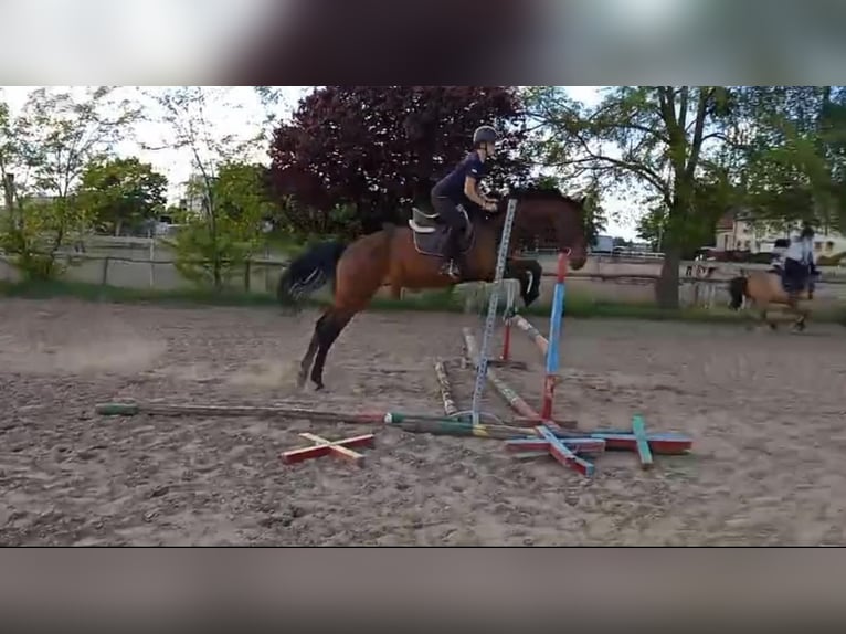 Otras razas Caballo castrado 5 años 172 cm Castaño in Gostyń