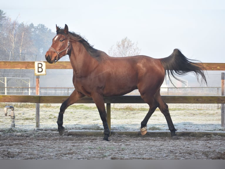 Otras razas Caballo castrado 5 años 173 cm Castaño in Achtmaal