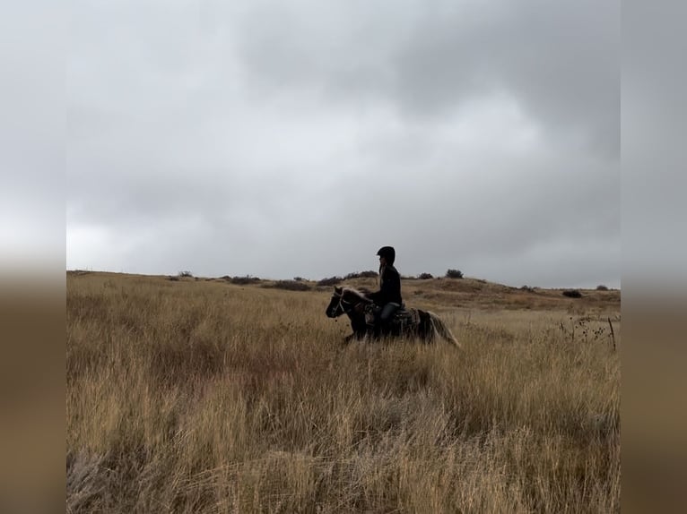 Otras razas Caballo castrado 6 años 102 cm Pío in Fort Collins
