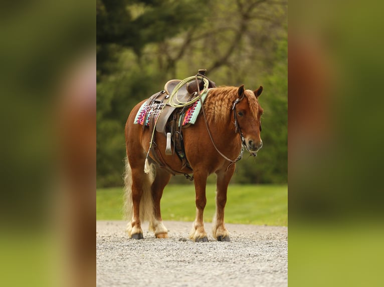 Otras razas Caballo castrado 6 años 117 cm Alazán rojizo in Millersburg
