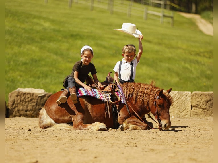 Otras razas Caballo castrado 6 años 117 cm Alazán rojizo in Millersburg