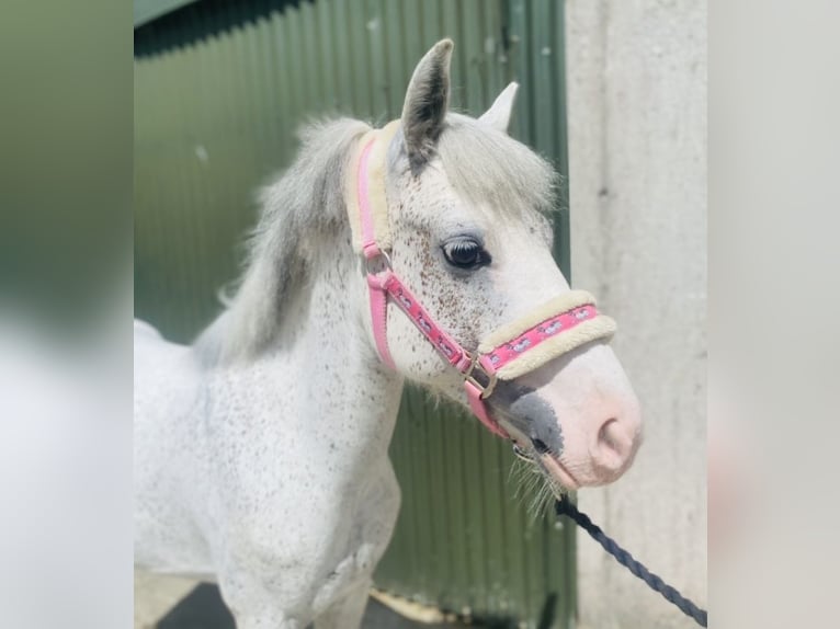 Otras razas Caballo castrado 6 años 123 cm Tordo picazo in Sligo