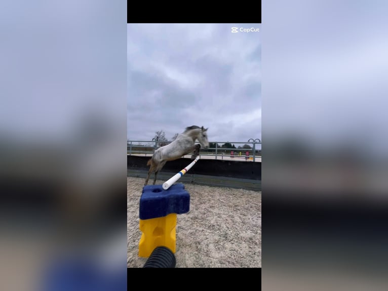 Otras razas Caballo castrado 6 años 133 cm Tordo in Stutensee