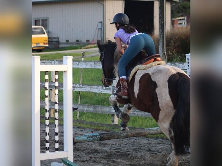Otras razas Mestizo Caballo castrado 6 años 142 cm Pío in Santa Cruz