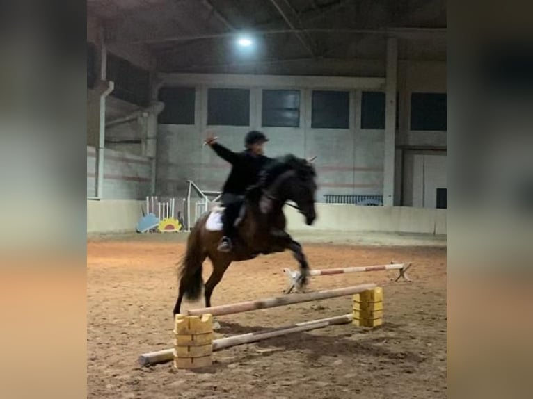 Otras razas Mestizo Caballo castrado 6 años 144 cm Castaño oscuro in Selvazzano Dentro