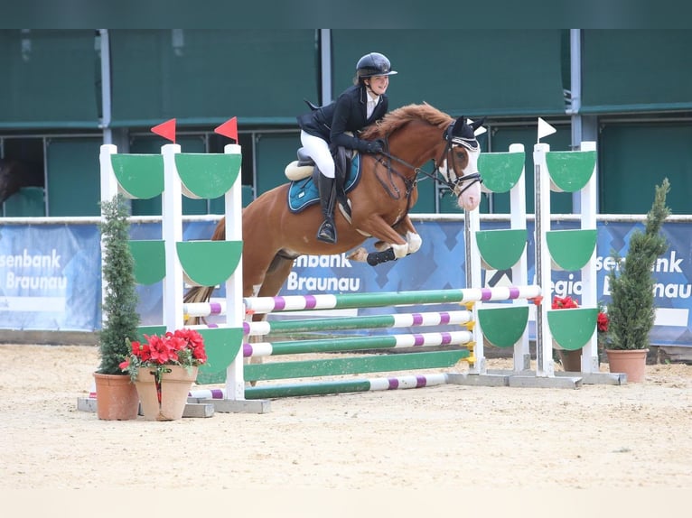 Otras razas Caballo castrado 6 años 145 cm Alazán in Passau