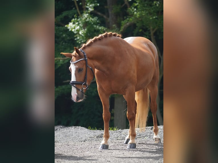 Otras razas Caballo castrado 6 años 148 cm Alazán in Nettersheim