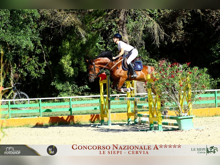 Otras razas Mestizo Caballo castrado 6 años 148 cm Castaño rojizo in Lugo