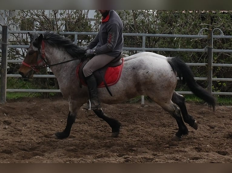 Otras razas Caballo castrado 6 años 148 cm Castaño-ruano in Rudersdorf