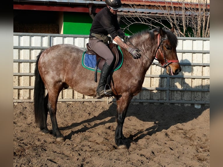 Otras razas Caballo castrado 6 años 148 cm Ruano alazán in Buttsädt