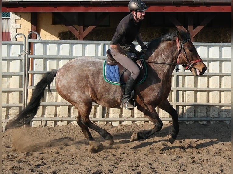 Otras razas Caballo castrado 6 años 148 cm Tordo ruano in Buttstädt