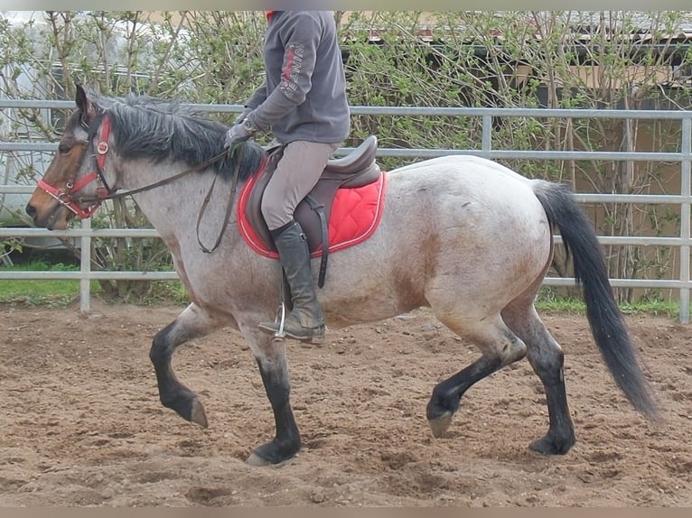 Otras razas Caballo castrado 6 años 148 cm Tordo ruano in Buttstädt