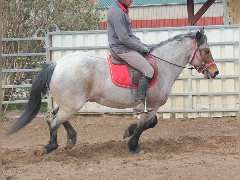 Otras razas Caballo castrado 6 años 148 cm Tordo ruano in Buttstädt