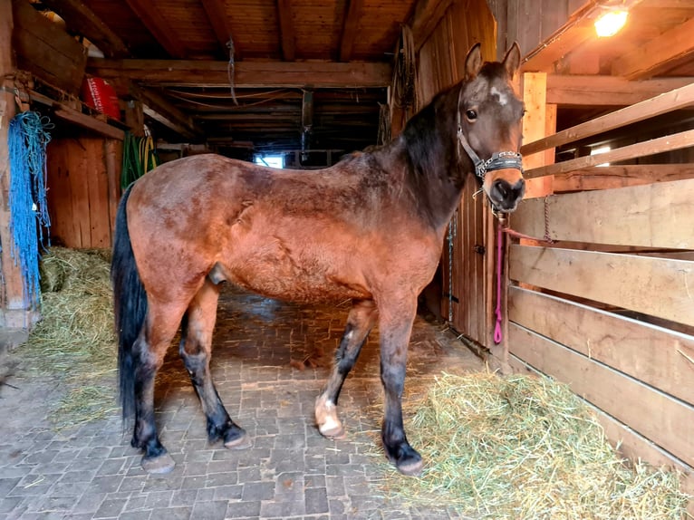 Otras razas Caballo castrado 6 años 152 cm Castaño in Leutershausen