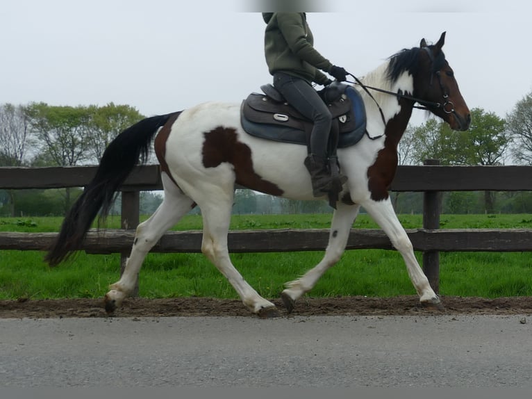Otras razas Caballo castrado 6 años 152 cm Pío in Lathen