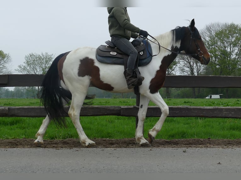 Otras razas Caballo castrado 6 años 152 cm Pío in Lathen