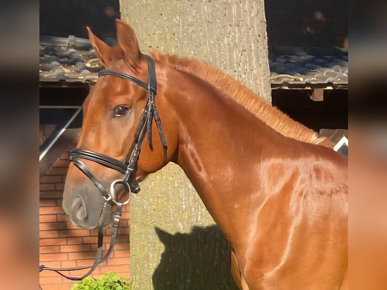 Otras razas Caballo castrado 6 años 155 cm Alazán in Hopsten