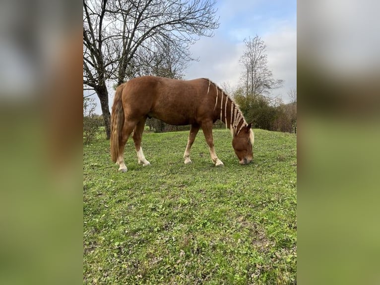 Otras razas Mestizo Caballo castrado 6 años 155 cm Alazán in Ottikon (Gossau ZH)