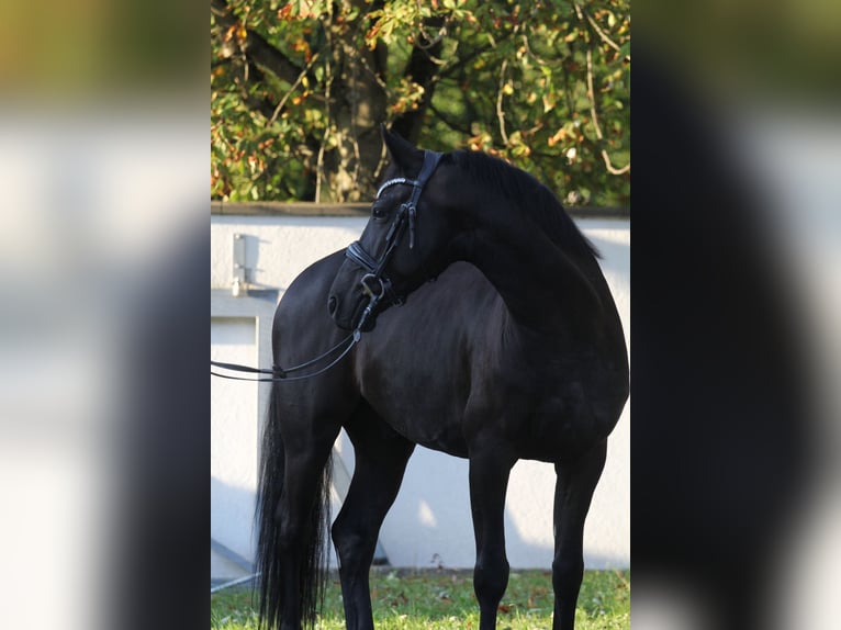 Otras razas Caballo castrado 6 años 155 cm Negro in Schwäbisch Gmünd