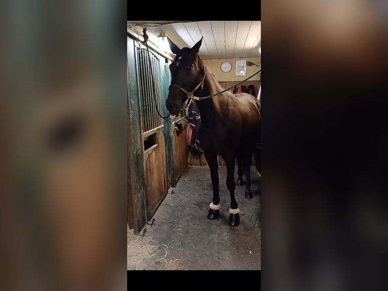 Otras razas Caballo castrado 6 años 155 cm Negro in Schleißheim bei Wels