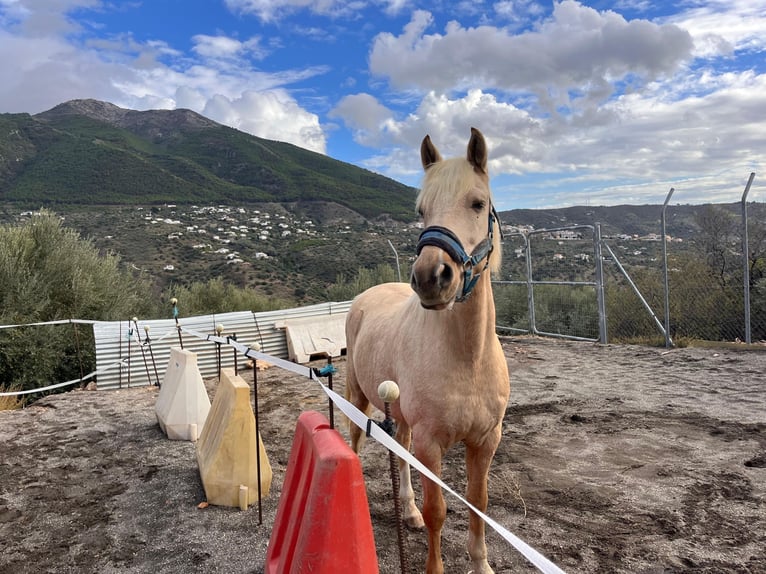 Otras razas Mestizo Caballo castrado 6 años 155 cm Palomino in Malaga