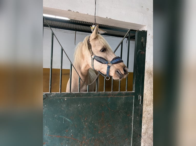Otras razas Mestizo Caballo castrado 6 años 155 cm Palomino in Malaga