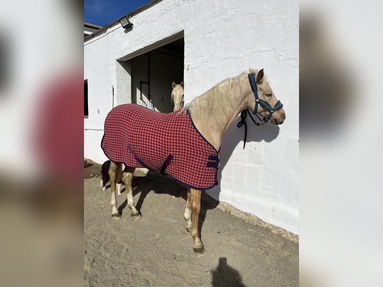 Otras razas Mestizo Caballo castrado 6 años 155 cm Palomino in Malaga