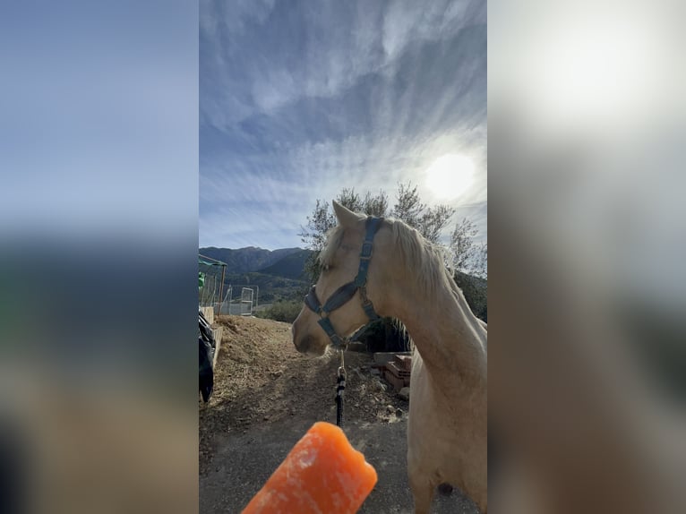 Otras razas Mestizo Caballo castrado 6 años 155 cm Palomino in Malaga