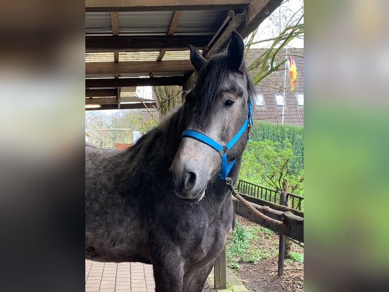 Otras razas Caballo castrado 6 años 155 cm Tordo rodado in Rieste