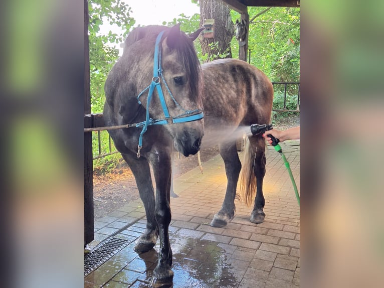 Otras razas Caballo castrado 6 años 155 cm Tordo rodado in Rieste