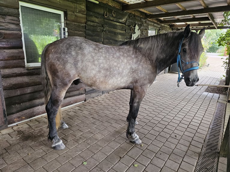 Otras razas Caballo castrado 6 años 155 cm Tordo rodado in Rieste