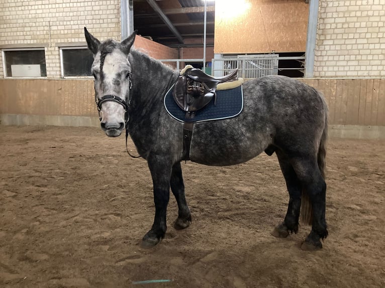 Otras razas Caballo castrado 6 años 155 cm Tordo rodado in Rieste