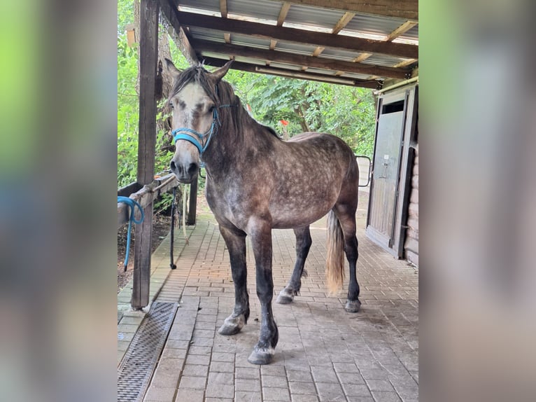 Otras razas Caballo castrado 6 años 155 cm Tordo rodado in Rieste