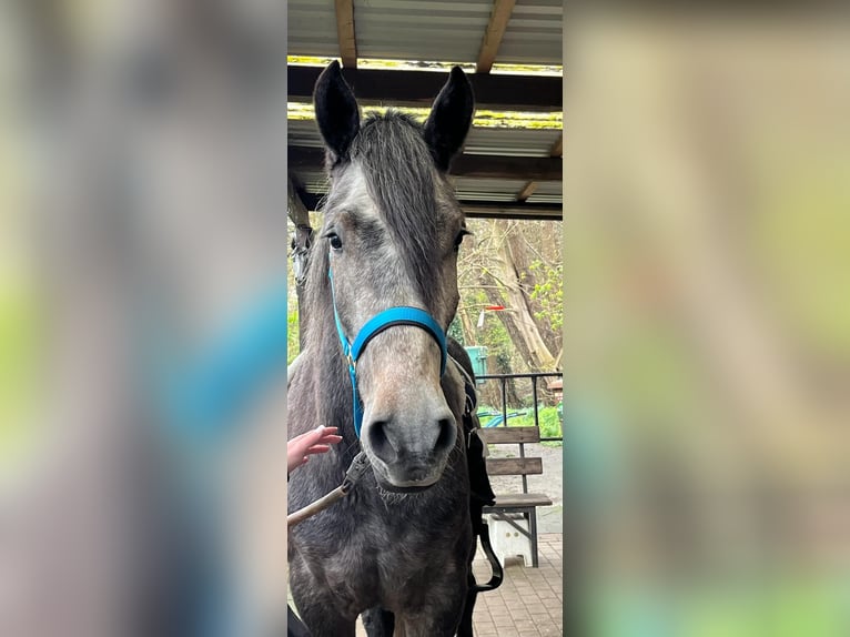 Otras razas Caballo castrado 6 años 155 cm Tordo rodado in Rieste