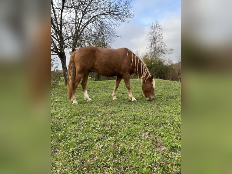 Otras razas Mestizo Caballo castrado 6 años 158 cm Alazán in Ottikon (Gossau ZH)