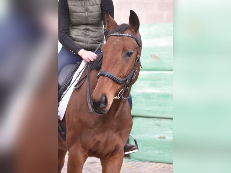 Otras razas Caballo castrado 6 años 158 cm Castaño in Achtmaal