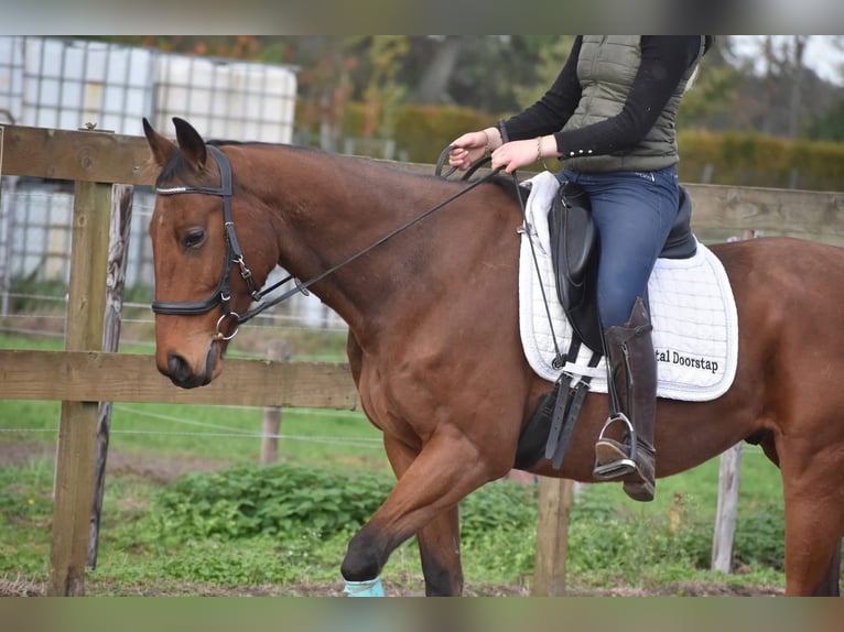 Otras razas Caballo castrado 6 años 158 cm Castaño in Achtmaal